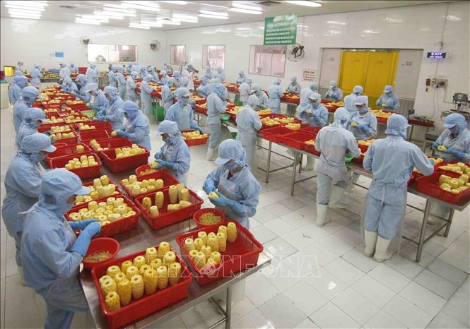Kim ngạch thương mại Việt Nam - Lào khởi sắc trong 7 tháng đầu năm 6 Chế biến sản phẩm dứa đóng hộp tại nhà máy của Công ty CP xuất nhập khẩu nông sản An Giang. Ảnh tư liệu: Vũ Sinh/TTXVN
